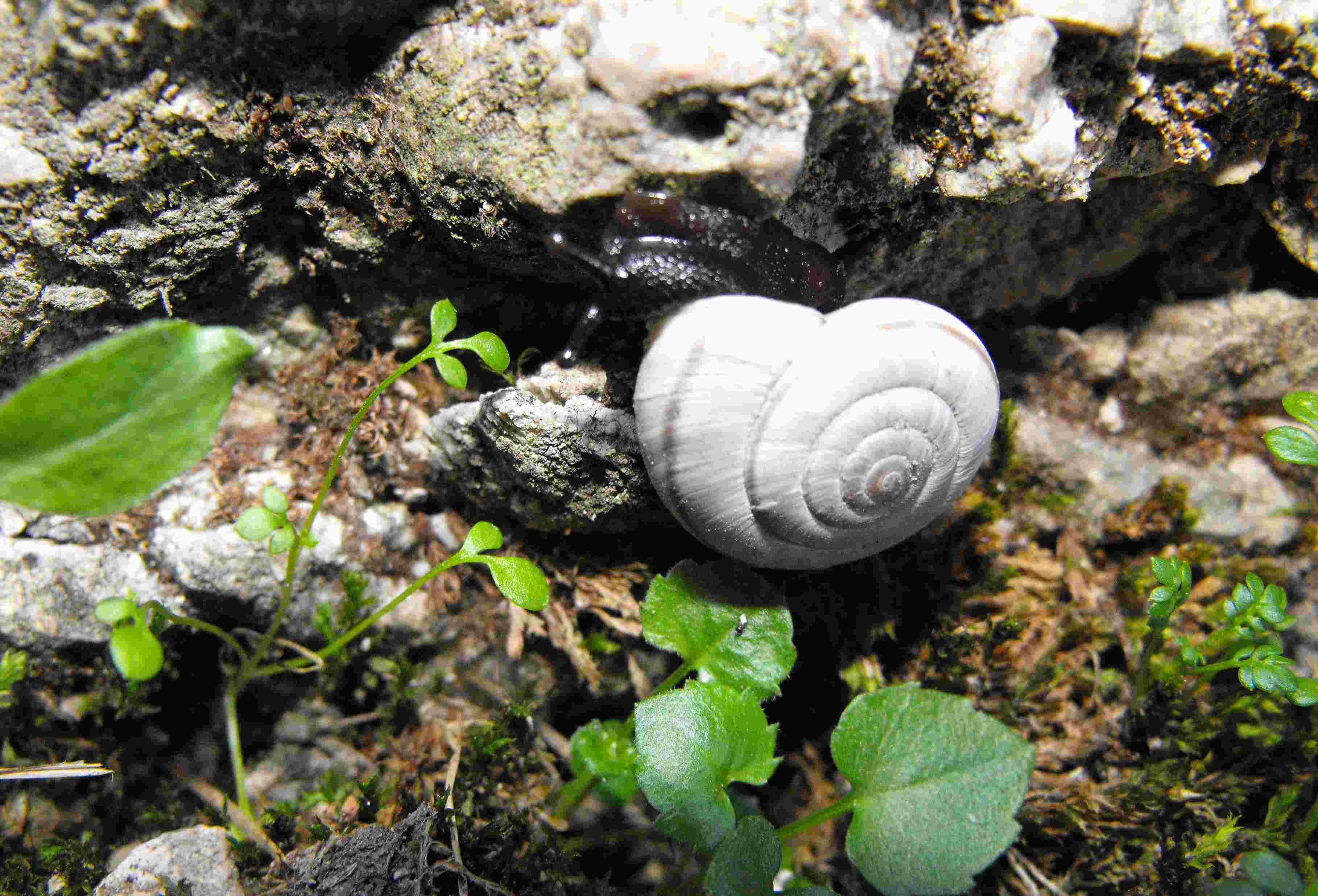 Chilostoma cingulatum frigidum (De Cristofori & Jan,1832)